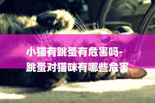小貓有跳蚤有危害嗎-
跳蚤對貓咪有哪些危害