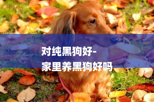 對純黑狗好-
家里養黑狗好嗎