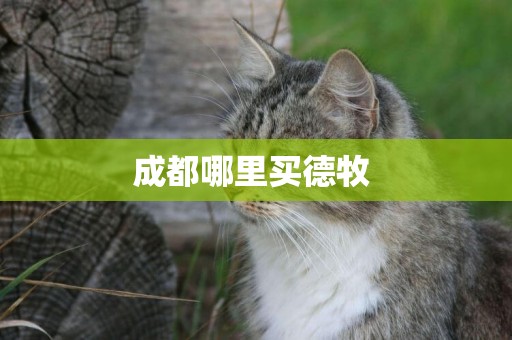 成都哪里買德牧 