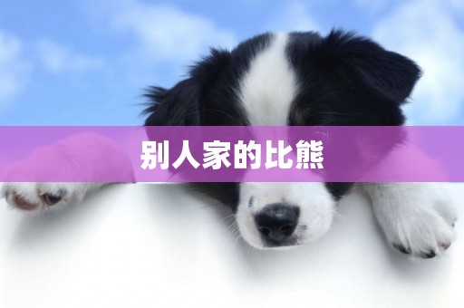 別人家的比熊