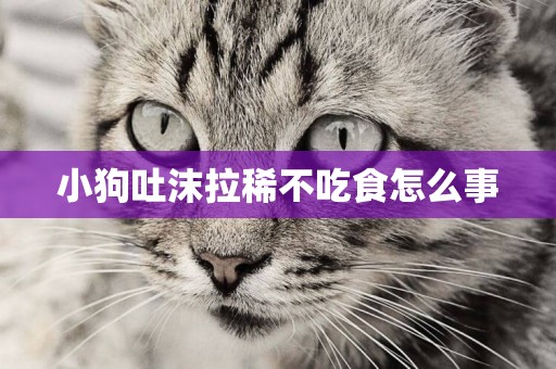 小狗吐沫拉稀不吃食怎么事
