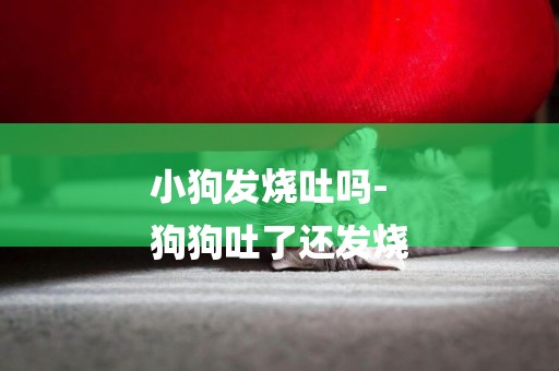 小狗發燒吐嗎-
狗狗吐了還發燒