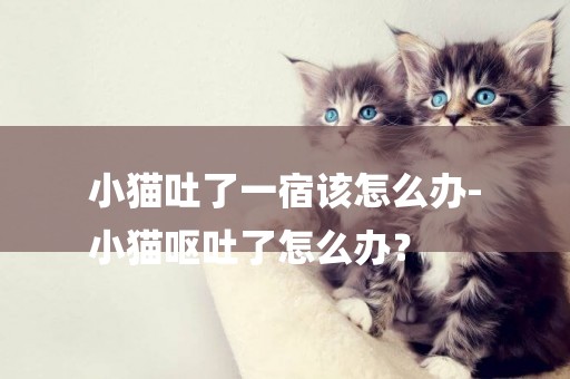 小貓吐了一宿該怎么辦-
小貓嘔吐了怎么辦？