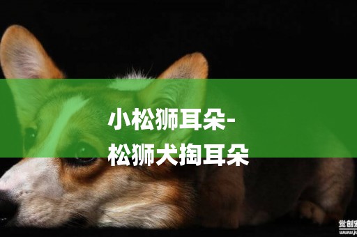 小松獅耳朵-
松獅犬掏耳朵