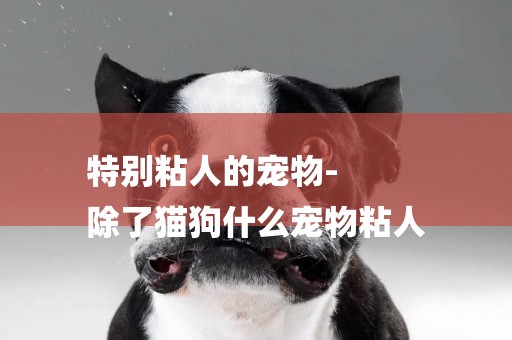 特別粘人的寵物-
除了貓狗什么寵物粘人