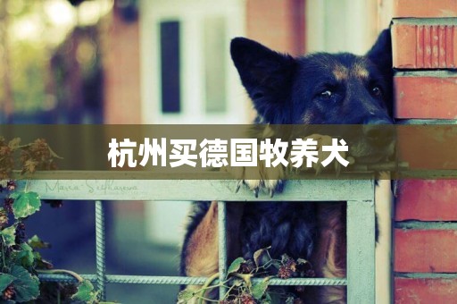 杭州買德國牧養犬