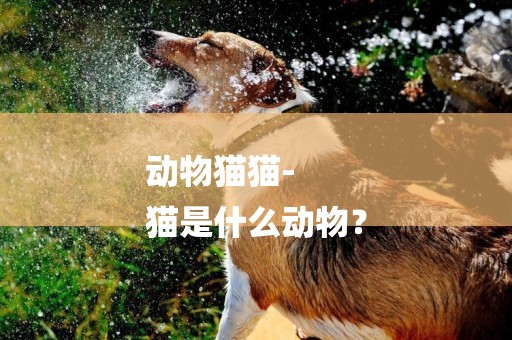 動物貓貓-
貓是什么動物？