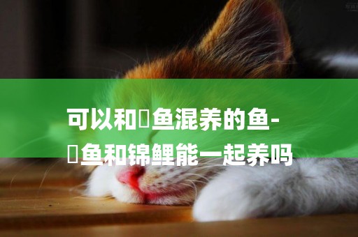 可以和魟魚混養的魚-
魟魚和錦鯉能一起養嗎