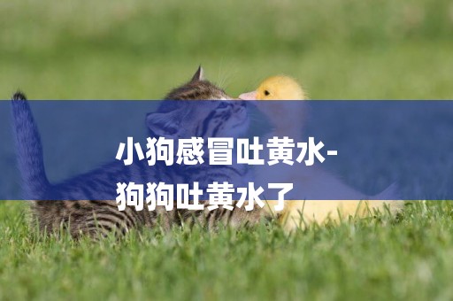小狗感冒吐黃水-
狗狗吐黃水了