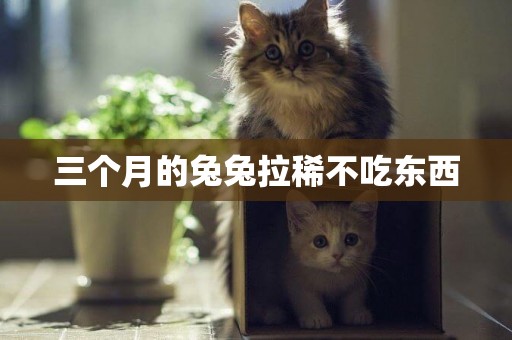 三個月的兔兔拉稀不吃東西