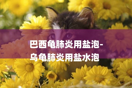 巴西龜肺炎用鹽泡-
烏龜肺炎用鹽水泡