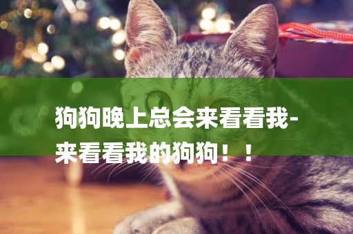 狗狗晚上總會來看看我-
來看看我的狗狗！！