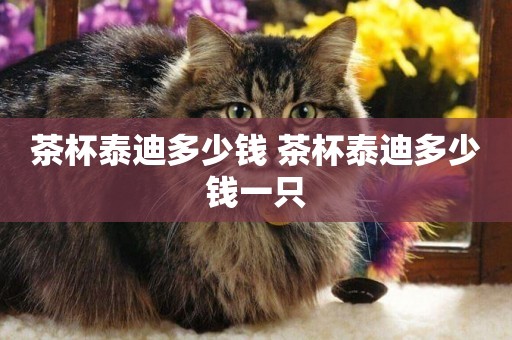 茶杯泰迪多少錢 茶杯泰迪多少錢一只