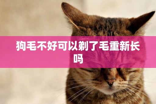 狗毛不好可以剃了毛重新長嗎