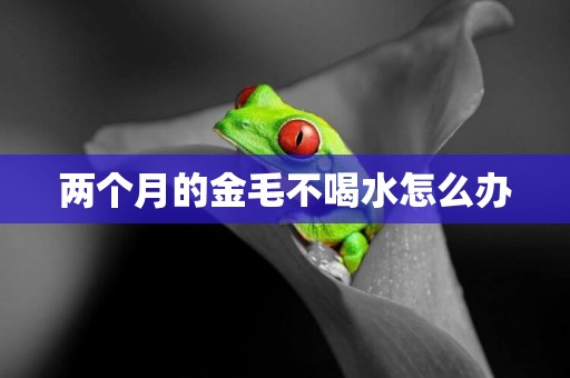 兩個月的金毛不喝水怎么辦