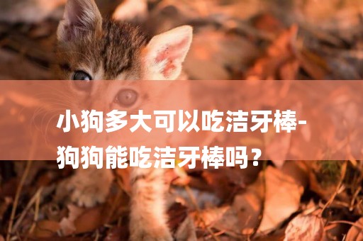 小狗多大可以吃潔牙棒-
狗狗能吃潔牙棒嗎？