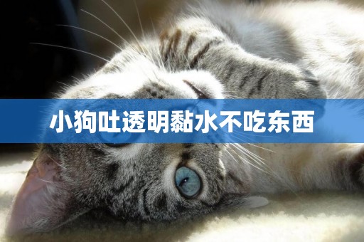 小狗吐透明黏水不吃東西