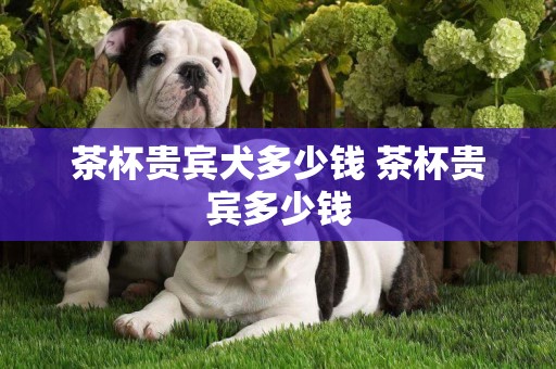 茶杯貴賓犬多少錢 茶杯貴賓多少錢