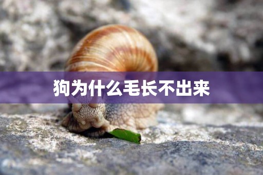 狗為什么毛長不出來