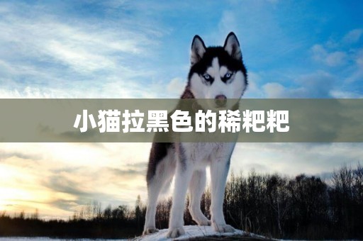 小貓拉黑色的稀粑粑