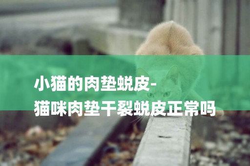 小貓的肉墊蛻皮-
貓咪肉墊干裂蛻皮正常嗎