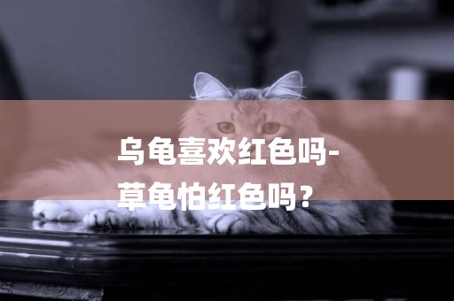 烏龜喜歡紅色嗎-
草龜怕紅色嗎？