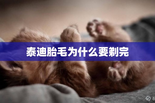 泰迪胎毛為什么要剃完