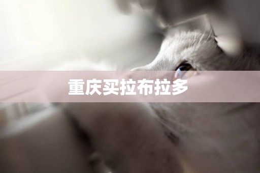 重慶買拉布拉多 