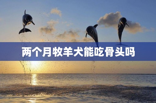 兩個月牧羊犬能吃骨頭嗎