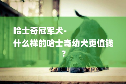 哈士奇冠軍犬-
什么樣的哈士奇幼犬更值錢？