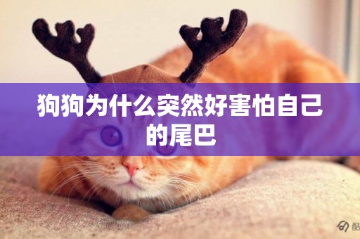 狗狗為什么突然好害怕自己的尾巴