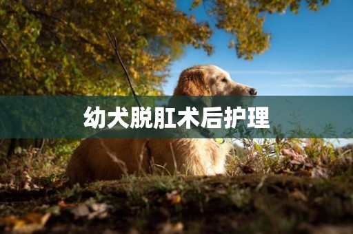 幼犬脫肛術后護理