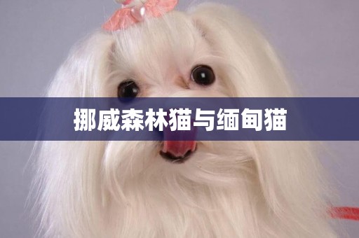 挪威森林貓與緬甸貓
