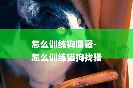 怎么訓練狗聞騷-
怎么訓練獵狗找騷