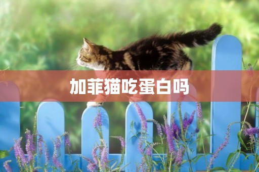 加菲貓吃蛋白嗎