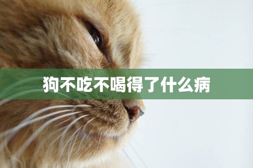 狗不吃不喝得了什么病