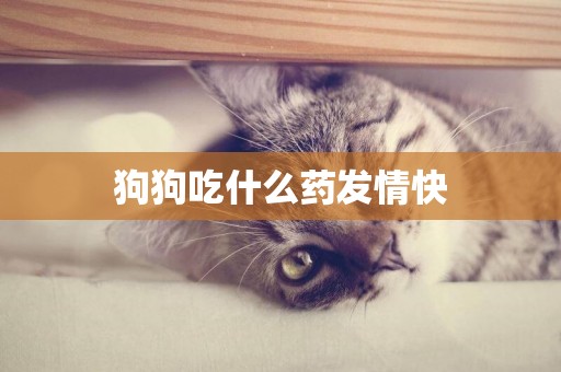 狗狗吃什么藥發情快