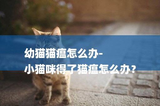 幼貓貓瘟怎么辦-
小貓咪得了貓瘟怎么辦？
