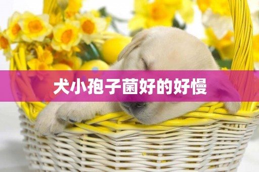 犬小孢子菌好的好慢