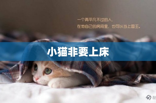 小貓非要上床