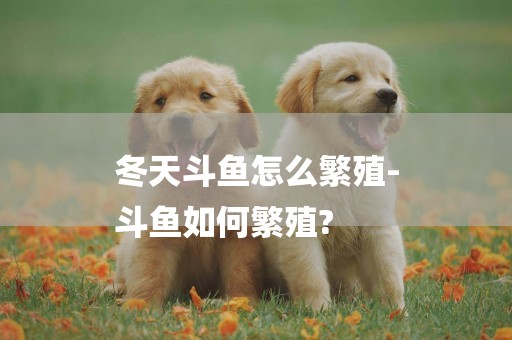 冬天斗魚怎么繁殖-
斗魚如何繁殖?
