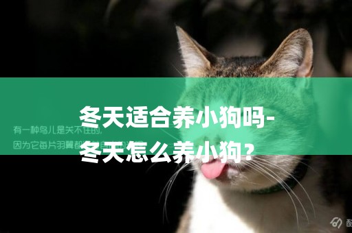 冬天適合養小狗嗎-
冬天怎么養小狗？