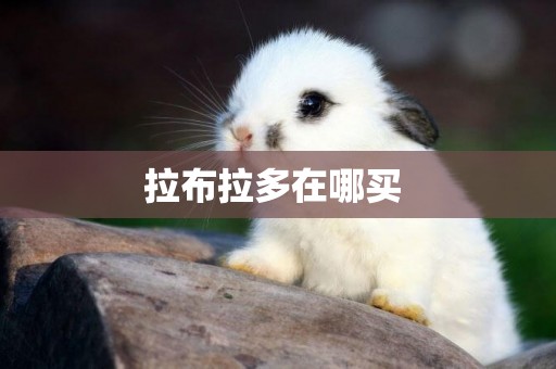 拉布拉多在哪買 
