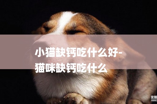 小貓缺鈣吃什么好-
貓咪缺鈣吃什么