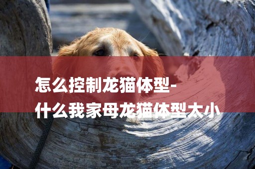 怎么控制龍貓體型-
什么我家母龍貓體型太小