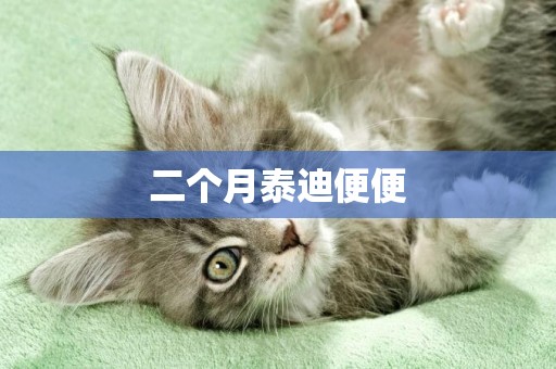 二個月泰迪便便