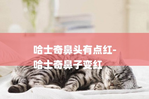 哈士奇鼻頭有點紅-
哈士奇鼻子變紅