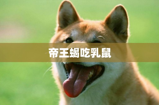 帝王蝎吃乳鼠