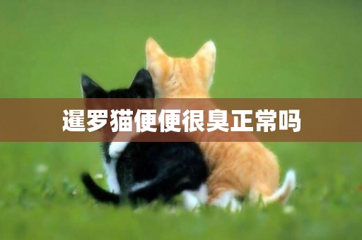 暹羅貓便便很臭正常嗎