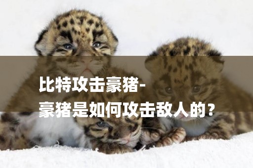 比特攻擊豪豬-
豪豬是如何攻擊敵人的？